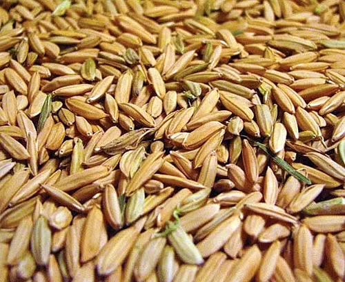 ধান বীজ