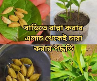 বাড়িতে রান্না করার এলাচ থেকেই চারা করার পদ্ধতি