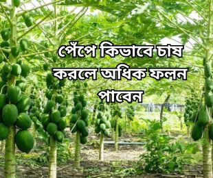 পেঁপে কিভাবে চাষ করলে অধিক ফলন পাবেন