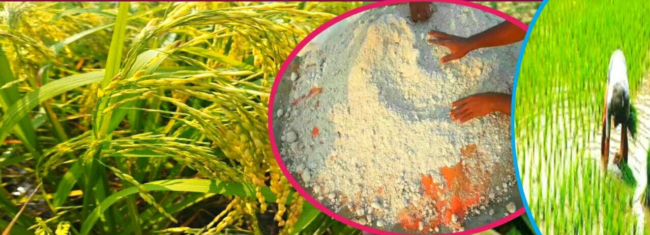 ধানের ভিটামিন ঔষধ