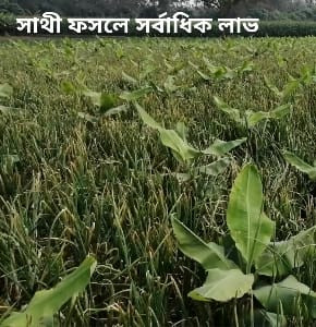 সাথী ফসলের চাষ