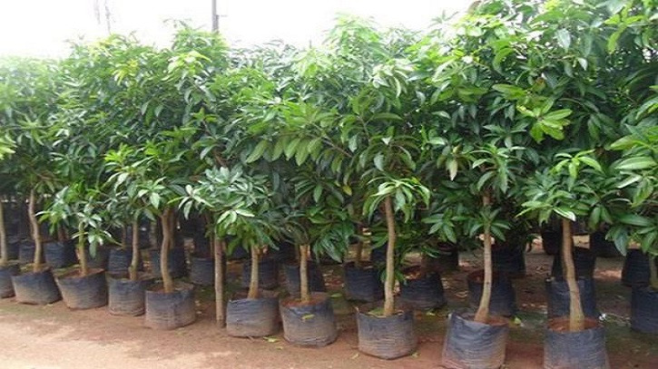 গাছের চারা