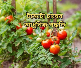 টমেটো চাষের আধুনিক পদ্ধতি