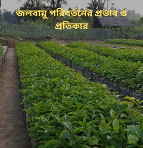 যে ফসল জলবায়ু পরিবর্তন প্রতিরোধ করতে পারবে